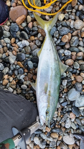 ツバイソの釣果