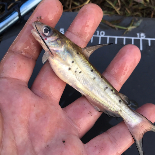 アメリカナマズの釣果