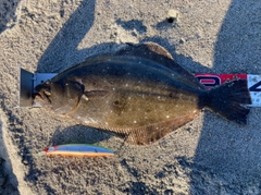 ヒラメの釣果