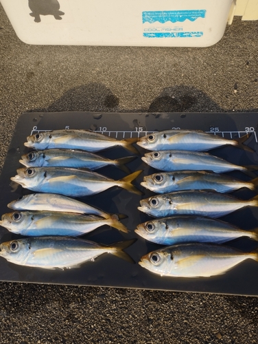 アジの釣果