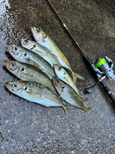 アジの釣果