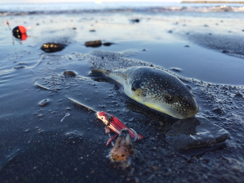 フグの釣果