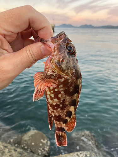 アラカブの釣果