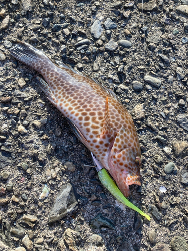 ヒラスズキの釣果