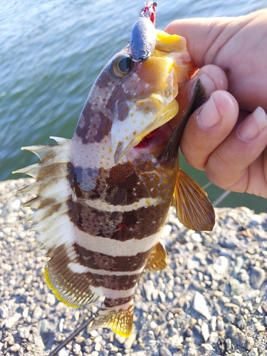 アオハタの釣果