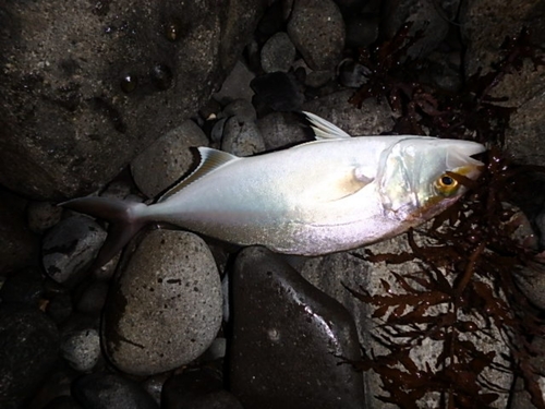 ネリゴの釣果