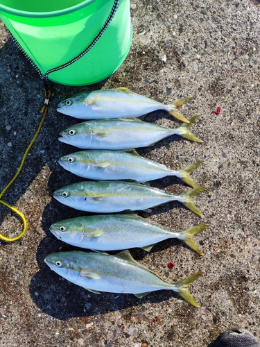 イナダの釣果