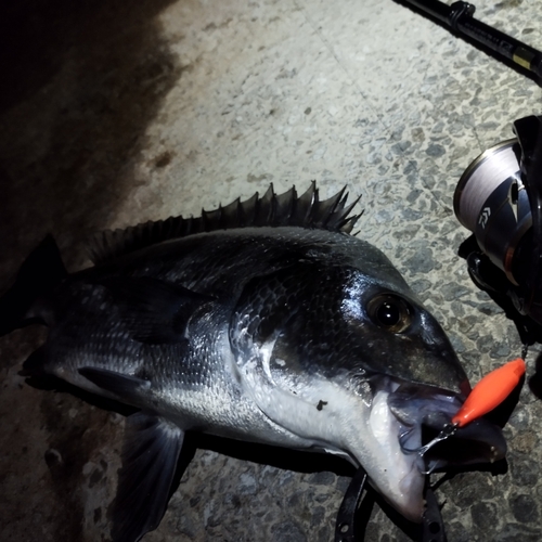 チヌの釣果