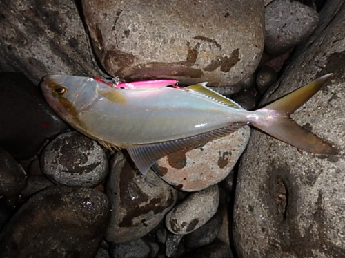 ネリゴの釣果