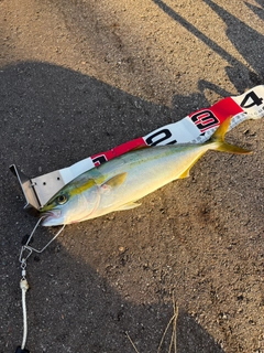 ワカシの釣果