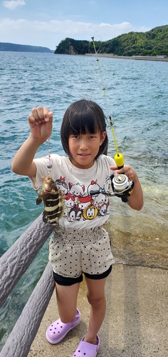 マハタの釣果