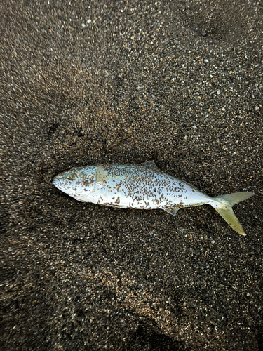 ワカシの釣果