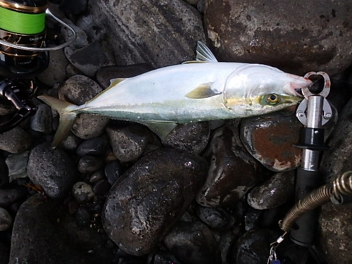 ヤズの釣果