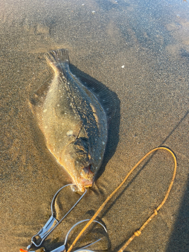 マゴチの釣果