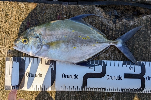 ナンヨウカイワリの釣果