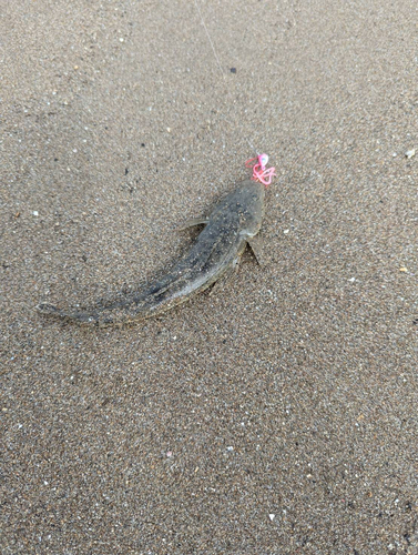 コチの釣果