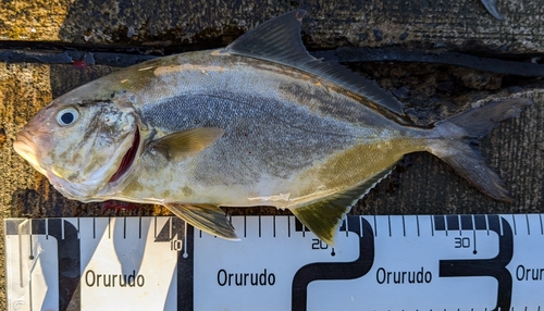 ショゴの釣果