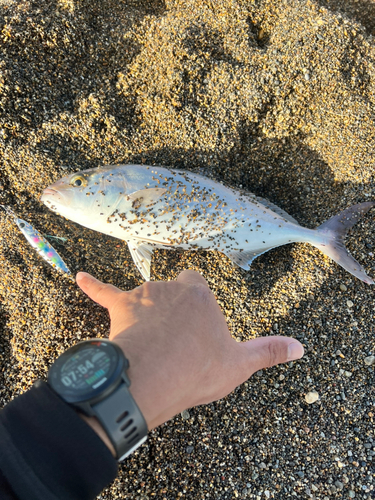 ショゴの釣果