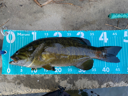 スモールマウスバスの釣果