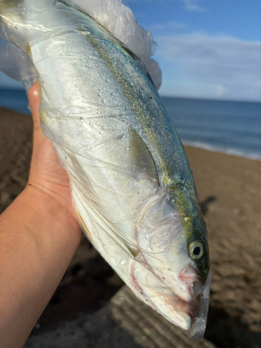 ワカシの釣果