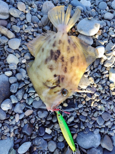 カワハギの釣果