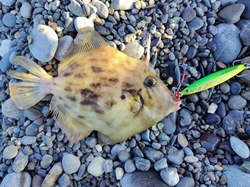 カワハギの釣果