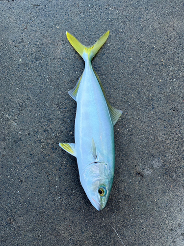 ワカナゴの釣果