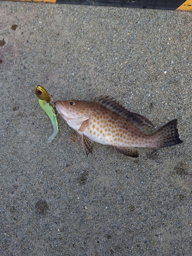 オオモンハタの釣果