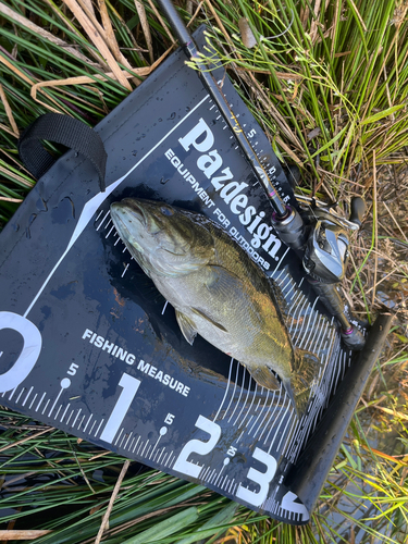 スモールマウスバスの釣果