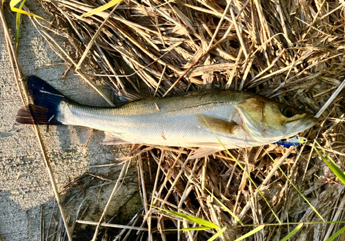 フッコ（マルスズキ）の釣果