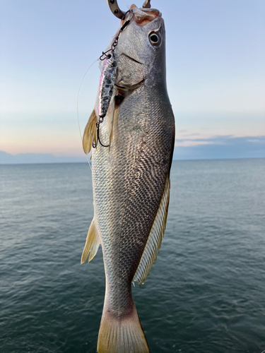 ニベの釣果