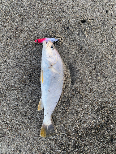 ニベの釣果