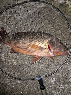 ゴマフエダイの釣果