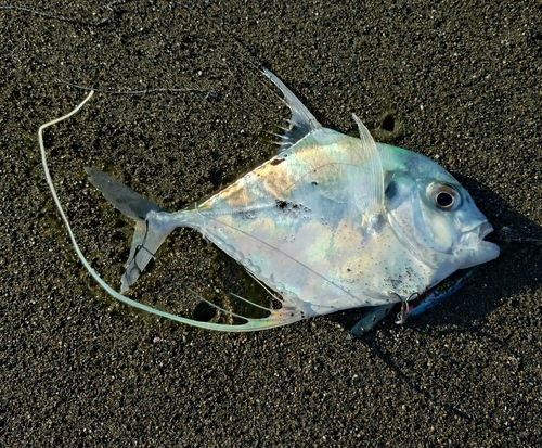 イトヒキアジの釣果