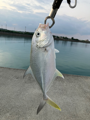 ガーラの釣果