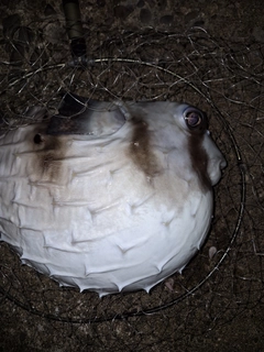 イシガキフグの釣果