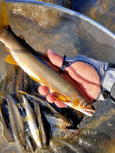 アユの釣果