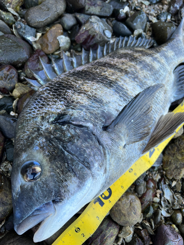 クロダイの釣果