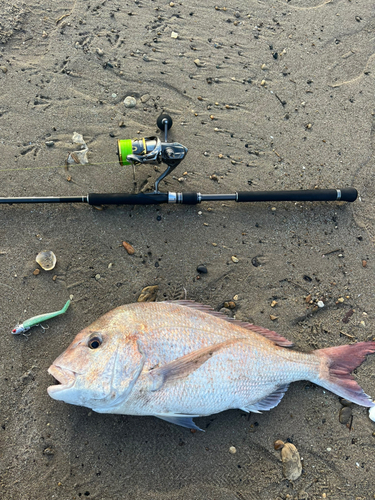 タイの釣果