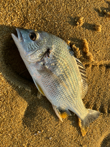 キビレの釣果