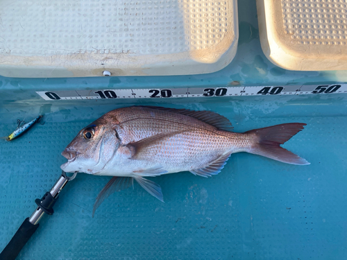 タイの釣果