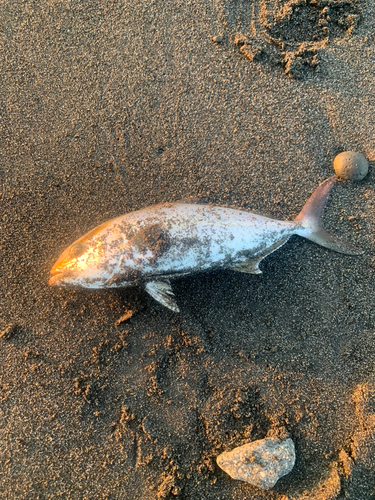 ショゴの釣果