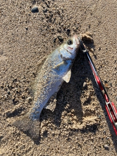 セイゴ（ヒラスズキ）の釣果