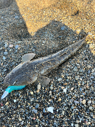 マゴチの釣果