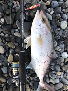 ショゴの釣果