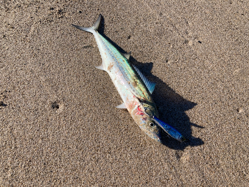 サゴシの釣果