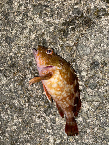 カサゴの釣果