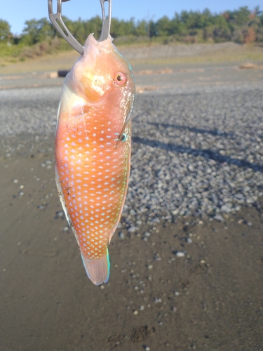 テンスの釣果