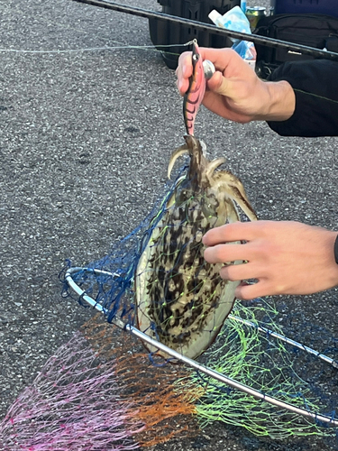 カミナリイカの釣果