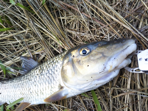 ニゴイの釣果